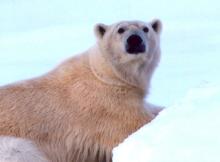 A polar bear