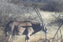 An oryx in Awash National Park. Photo: O’Brien