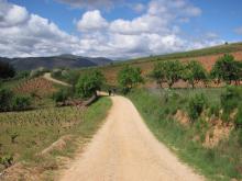 One of several vineyards encountered along the Camino.