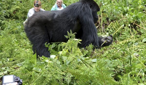 As mountain gorillas foraged, visitors watched — Rwanda. Photo by Marilyn Marx Adelman