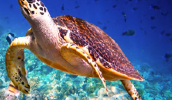 A hawksbill turtle can weigh up to 150 pounds, with a shell 45 inches long. Photo: ©Andrey Armyagov/123rf.com