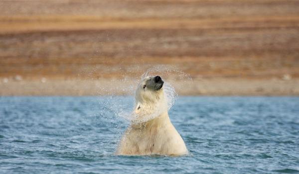 Polar bear shaking water from its head in Coningham Bay — Nunavut, Canada. Photos: Grantham