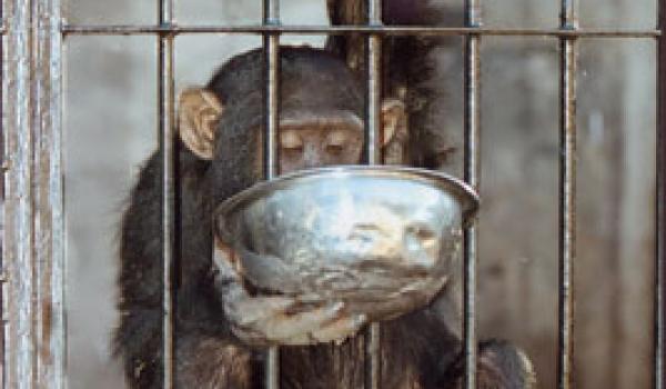 “Mini” getting her evening meal of porridge.