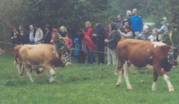 Decorated cows at the Almabtrieb in Russbach, Austria. Photo: Bitman