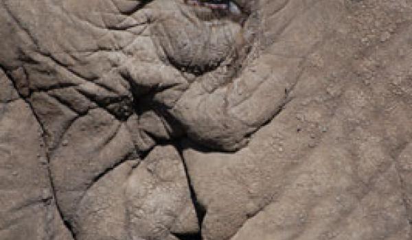 Seeing eye to eye with an old elephant in Ngorongoro Crater, Tanzania