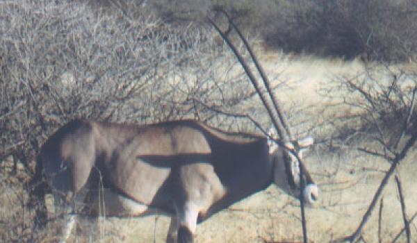 An oryx in Awash National Park. Photo: O’Brien