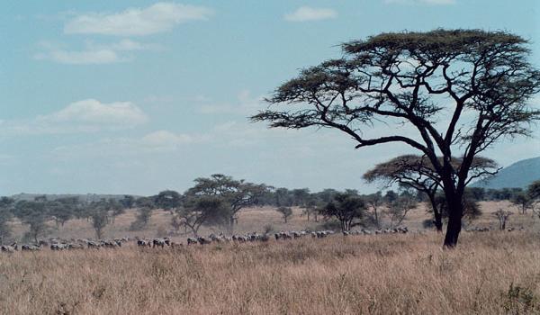 Zebras migrating through Serengeti National Park.