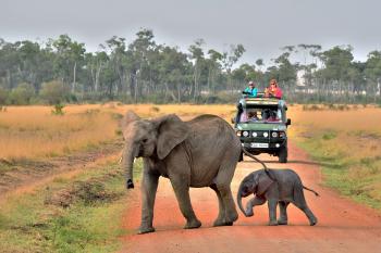 Morning traffic jam in Kenya’s Maasai Mara. Photo courtesy of Barry & Cathy Beck, Frontiers International Travel