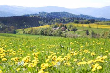 The bucolic landscape of Germany’s Black Forest is punctuated by scenic towns and memorable hiking trails.