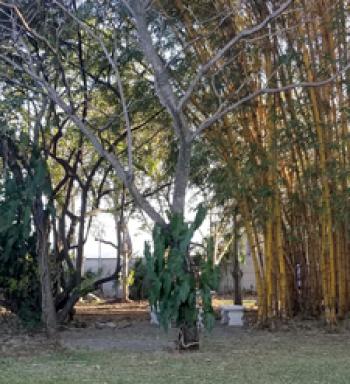 Backyard bird-watching space behind Hotel Robledal in Costa Rica.