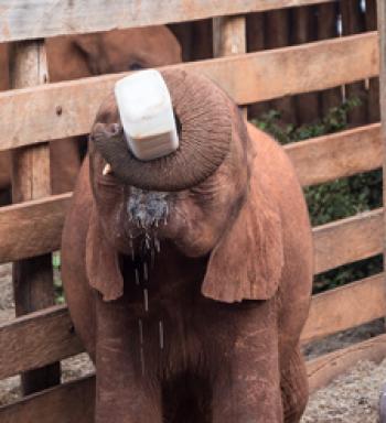 Mbegu insisted on holding her own bottle. Photo by George Anderson