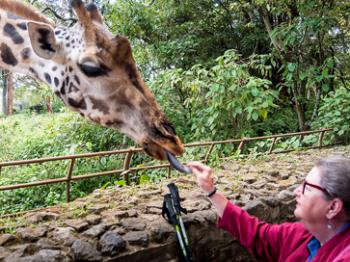 Giraffe tongues are purple. Photo by George Anderson