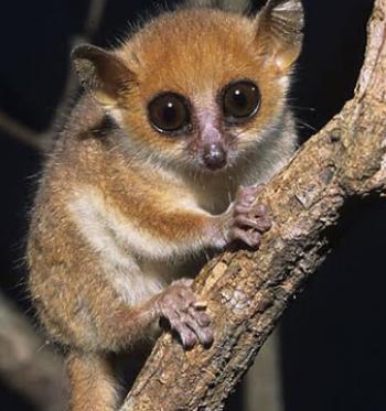 The Madame Berthe’s mouse lemur is found only in central-west Madagascar.