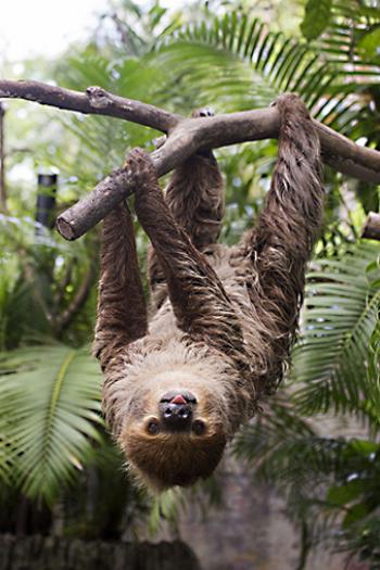 A Hoffman’s two-toed sloth — Costa Rica.