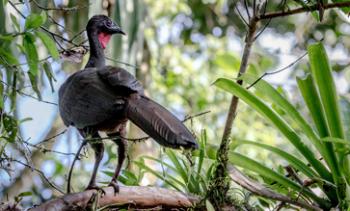 Crested guan (red throat) in Braulio Carrillo National Park — Costa Rica. Photo by Christine Beebe