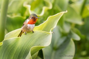 A volcano hummingbird near Savegre Mountain Lodge in Costa Rica. Photo by Christine Beebe