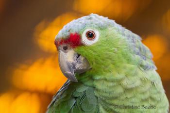 Red-lored parrot — La Paz Waterfall Gardens, Costa Rica. Photo by Christine Beebe