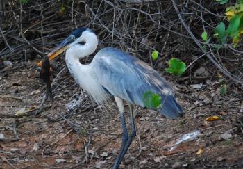 A cocoi with dinner in Brazil's Pantanal. Photo by Diane Bell