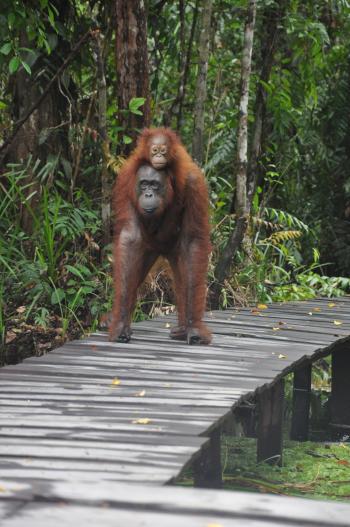 It is typical for juveniles to spend many years with their mothers and to be carried around by them.