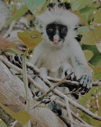 Blue monkey in the Jozani Forest Reserve — Zanzibar. Photo by Joyce Bruck