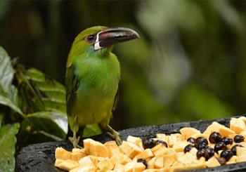 Crimson-rumped toucanet (green body, with a white-and-maroon bill) in the Bellavista Cloud Forest Reserve, Ecuador. Photo by Carol Crabill