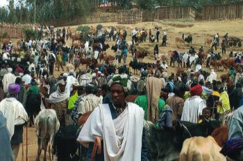 The crowd at a huge animal market we visited.