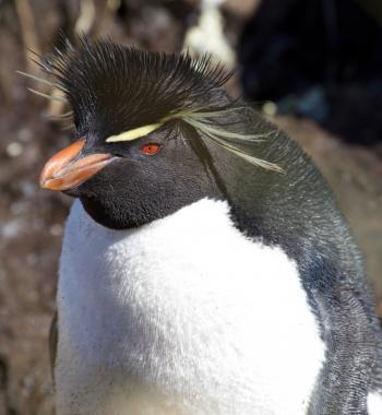 Rockhopper penguin on West Point Island in the Falklands.