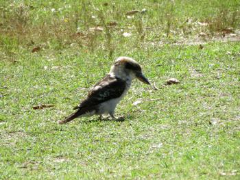 Laughing kookaburra in Royal National Park, near Sydney, Australia. Photo by Andy Cubbon