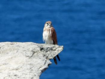 Nankeen kestrel (tan head and wings, white breast) in Royal National Park, Australia.