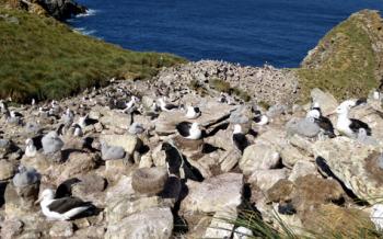 Nesting colonies of black-browed albatrosses and their chicks plus rockhopper penguins in the Falkland Islands. Photo by Pauline Ho