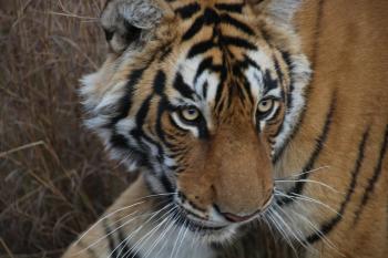 This tiger, seen in Ranthambore National Park, followed us up the road for about 20 minutes.