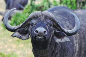 An adolescent Cape buffalo seen on a late-afternoon game drive at the Kicheche Bush camp.