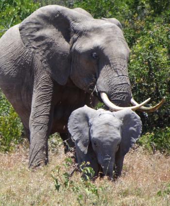 Every safari drive delivered spectacular sightings of wildlife.