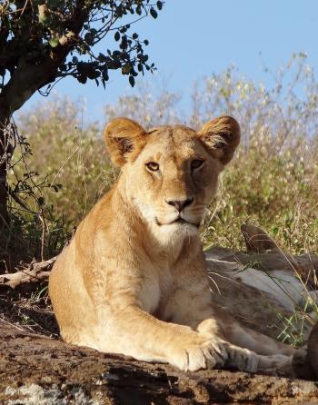 A lioness surveying her territory from atop a boulder pile in Kenya's Olare Motorogi Conservancy. Photo by Christina Skinner