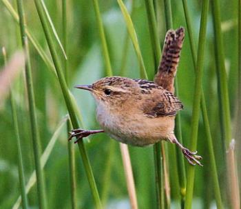 A grass wren — Laguna Negra, Colombia. Photo by Fred Koehler