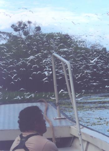 An egret escort on the Amazon. Photos by Rosemary McDaniel