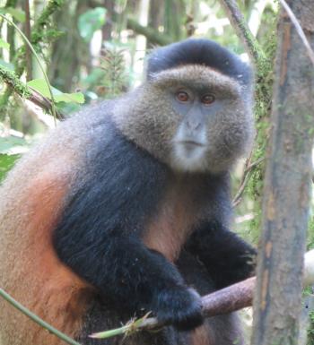 Golden monkey in Volcanoes National Park. 