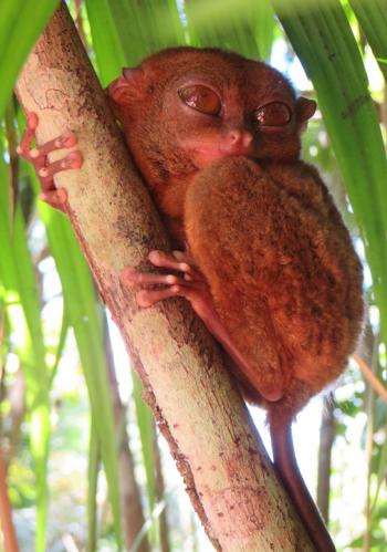 The Philippine tarsier is the world's third-smallest (and, in my opinion, cutest) primate. I saw this one at the Philippine Tarsier Sanctuary on the island of Bohol in the Philippines in January 2018. Photo by Esther Perica