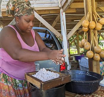 Kimberly squeezing milk from the meat of the coconut over a strainer. Photos by Sandra Scott