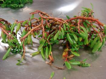 Fresh sea purslane.