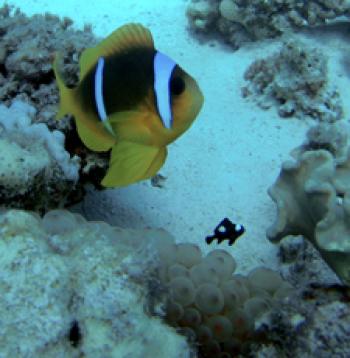 Clownfish with a juvenile domino damselfish hovering over a bubble-tip anemone in the Red Sea.