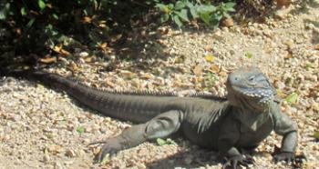 A blue iguana in Grand Cayman.