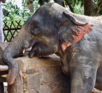 Sri Lankan elephant with speckled pink skin on its trunk and ears.