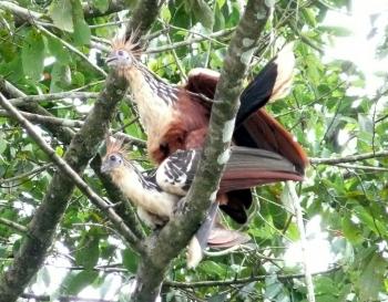 Hoatzins in a tree — Pacaya-Samiria National Reserve, Peru. Photo by Anne Warburton