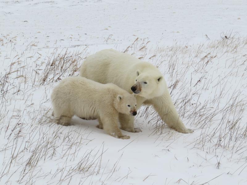 A mother and her COY (cub of the year).