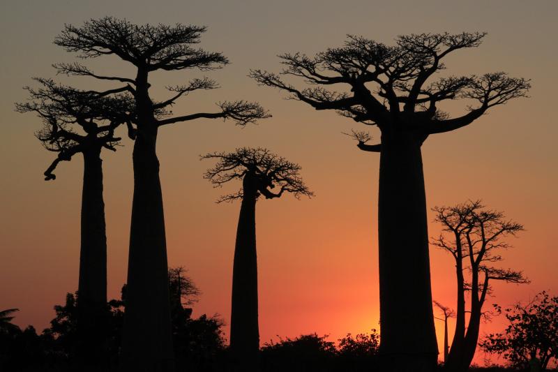 View of boababs at sunset.