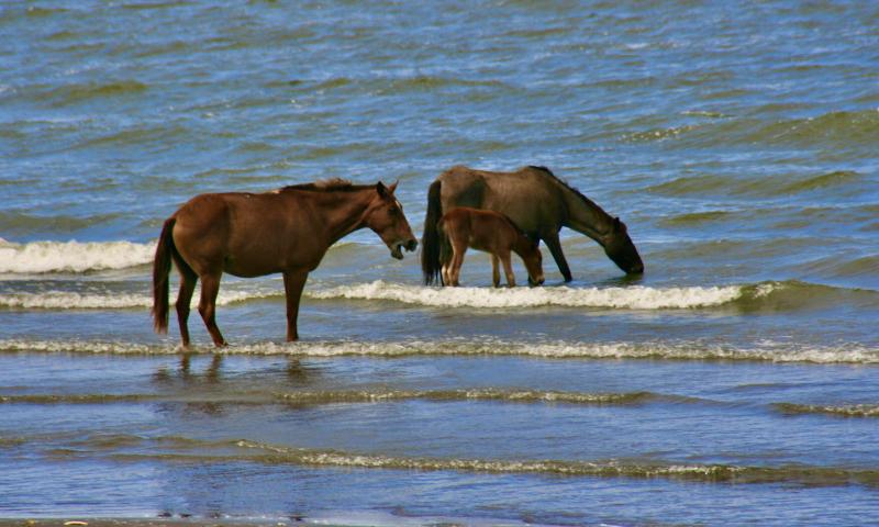 We watched these horses relaxing in Lake Nicaragua as we waited for our lunch.